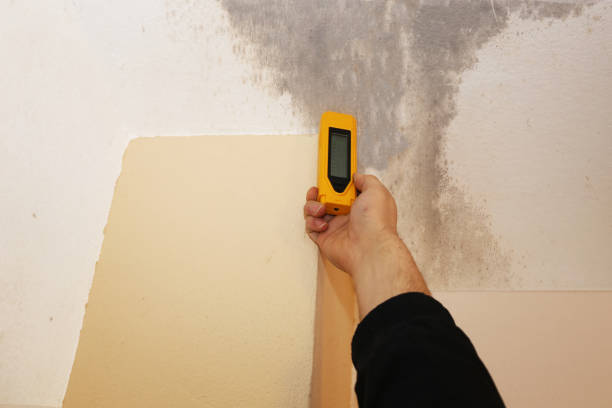 Mold Remediation for Vacation Homes in Royal Oak, MI