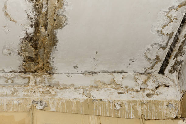 Best Asbestos and Lead Testing During Mold Inspection  in Royal Oak, MI