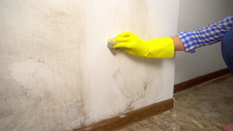 Best Environmental Consulting for Mold Prevention  in Royal Oak, MI