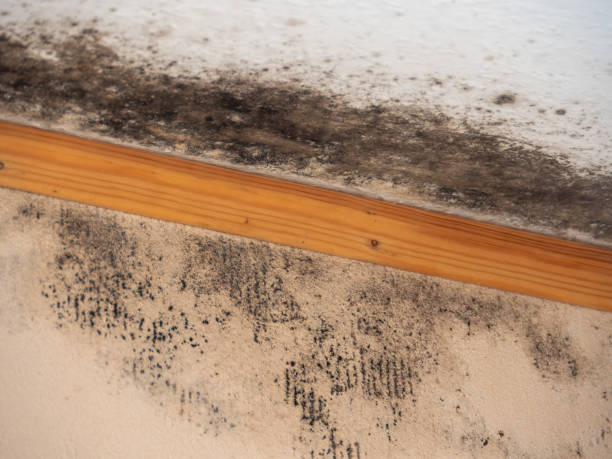 Trusted Royal Oak, MI Mold Removal Experts