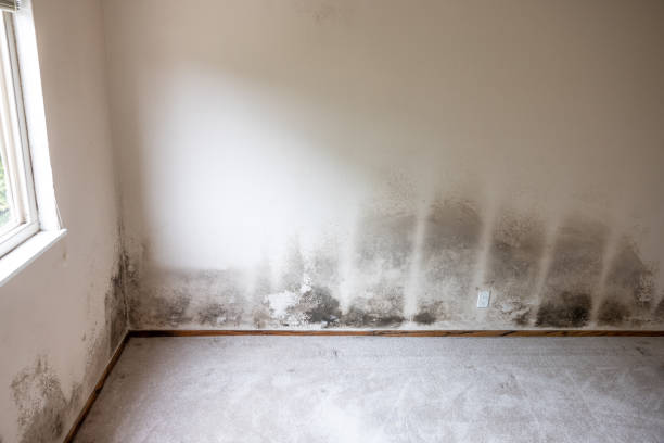 Best Environmental Consulting for Mold Prevention  in Royal Oak, MI