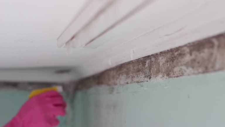 Best Black Mold Removal  in Royal Oak, MI