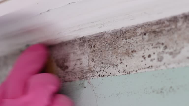 Best Dehumidification Services  in Royal Oak, MI